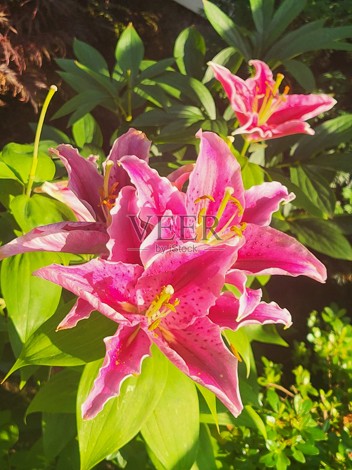 温哥华西点灰色社区的植物和景观，摄于2024年8月照片摄影图片