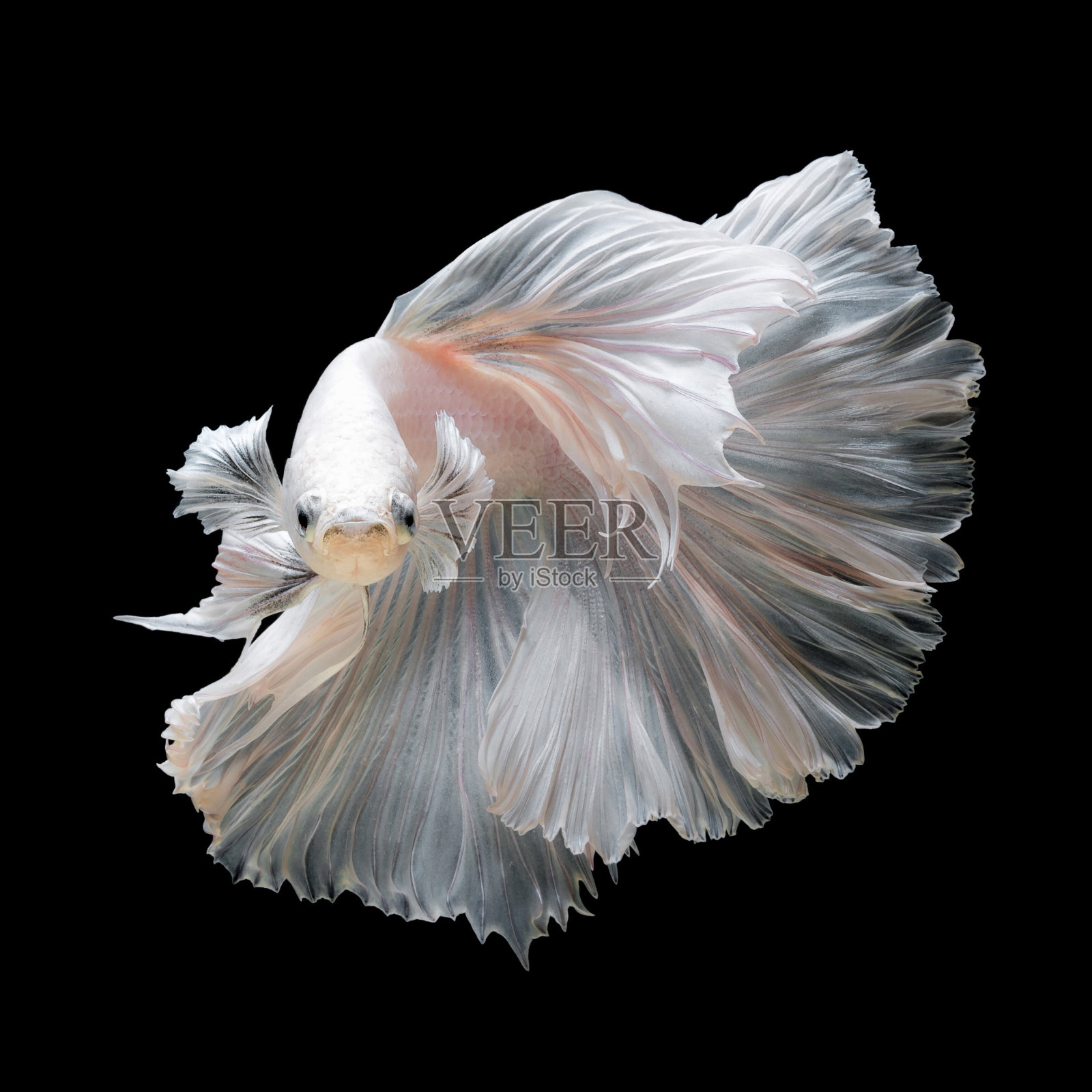 鱼在黑色背景上的特写照片摄影图片