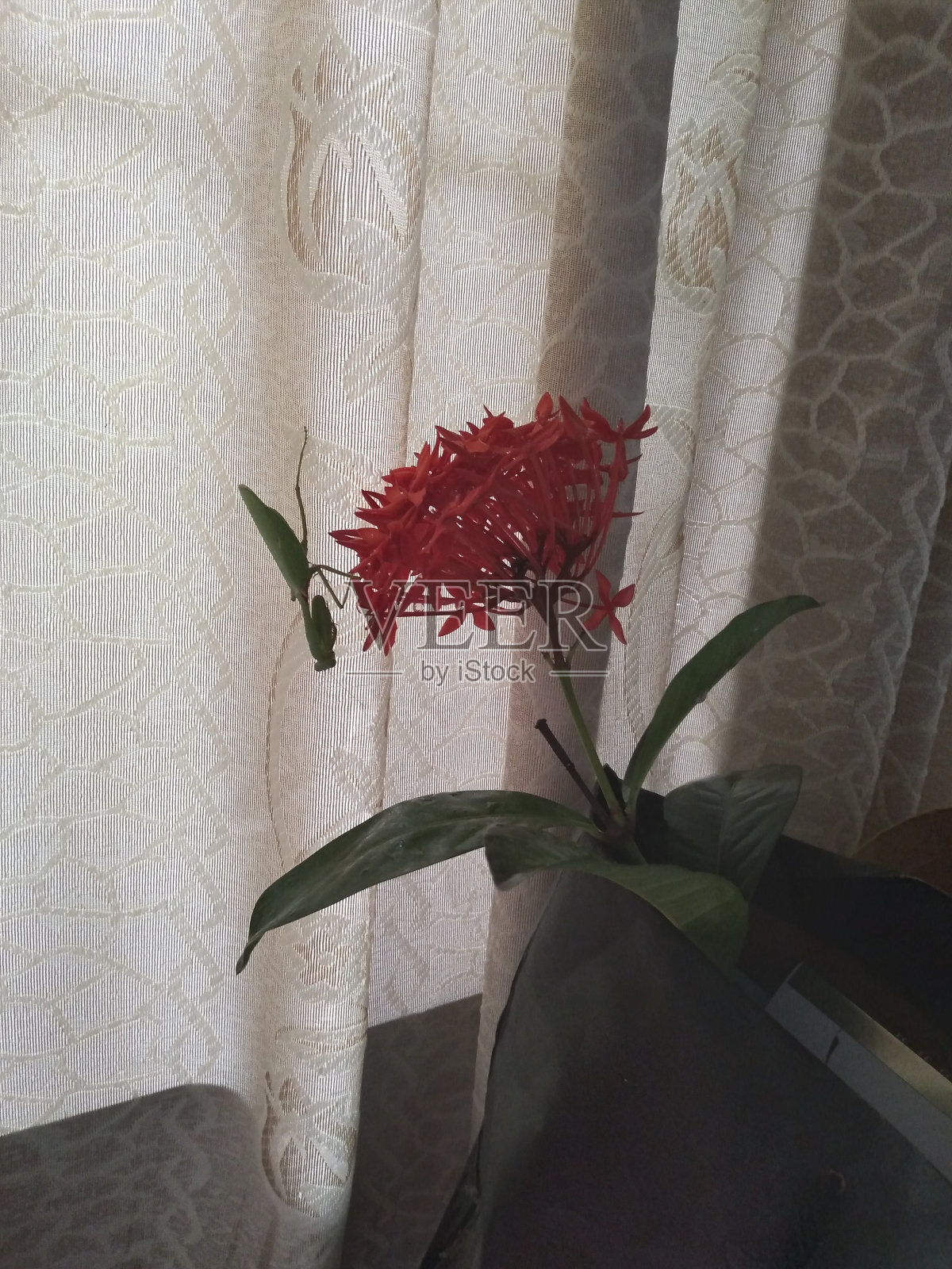 花照片摄影图片