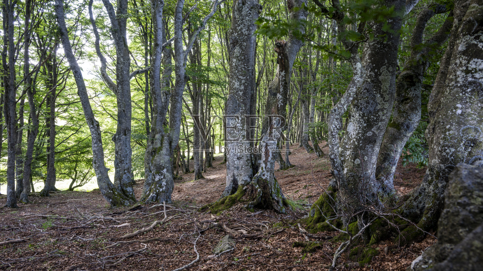 奥布拉克高原的灌木丛景观照片摄影图片