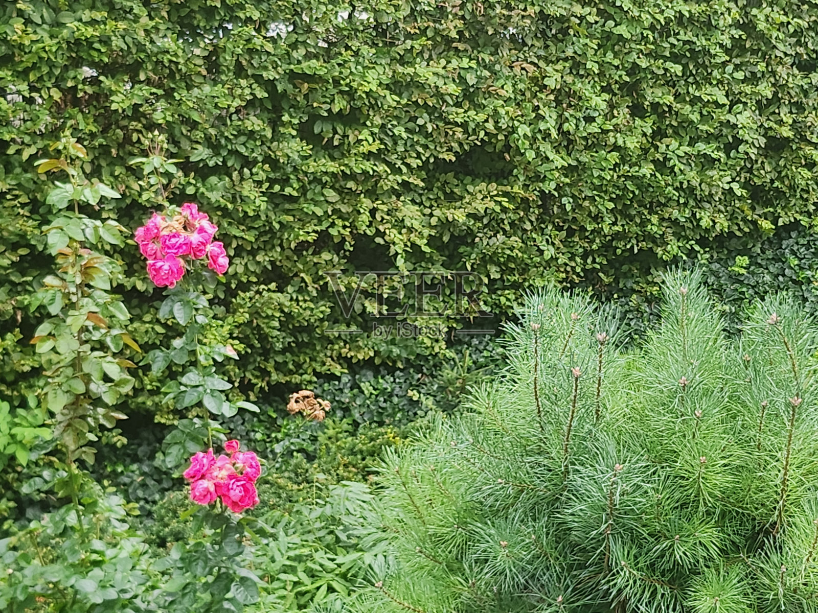 粉红色的花。照片摄影图片