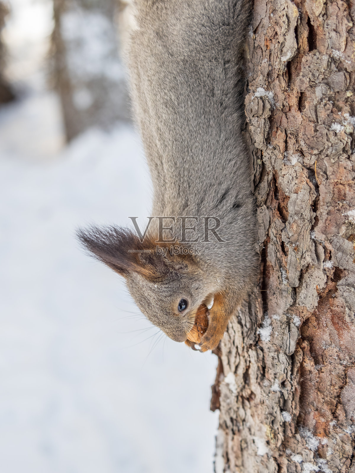 一只松鼠在冬天倒立在树上吃坚果照片摄影图片