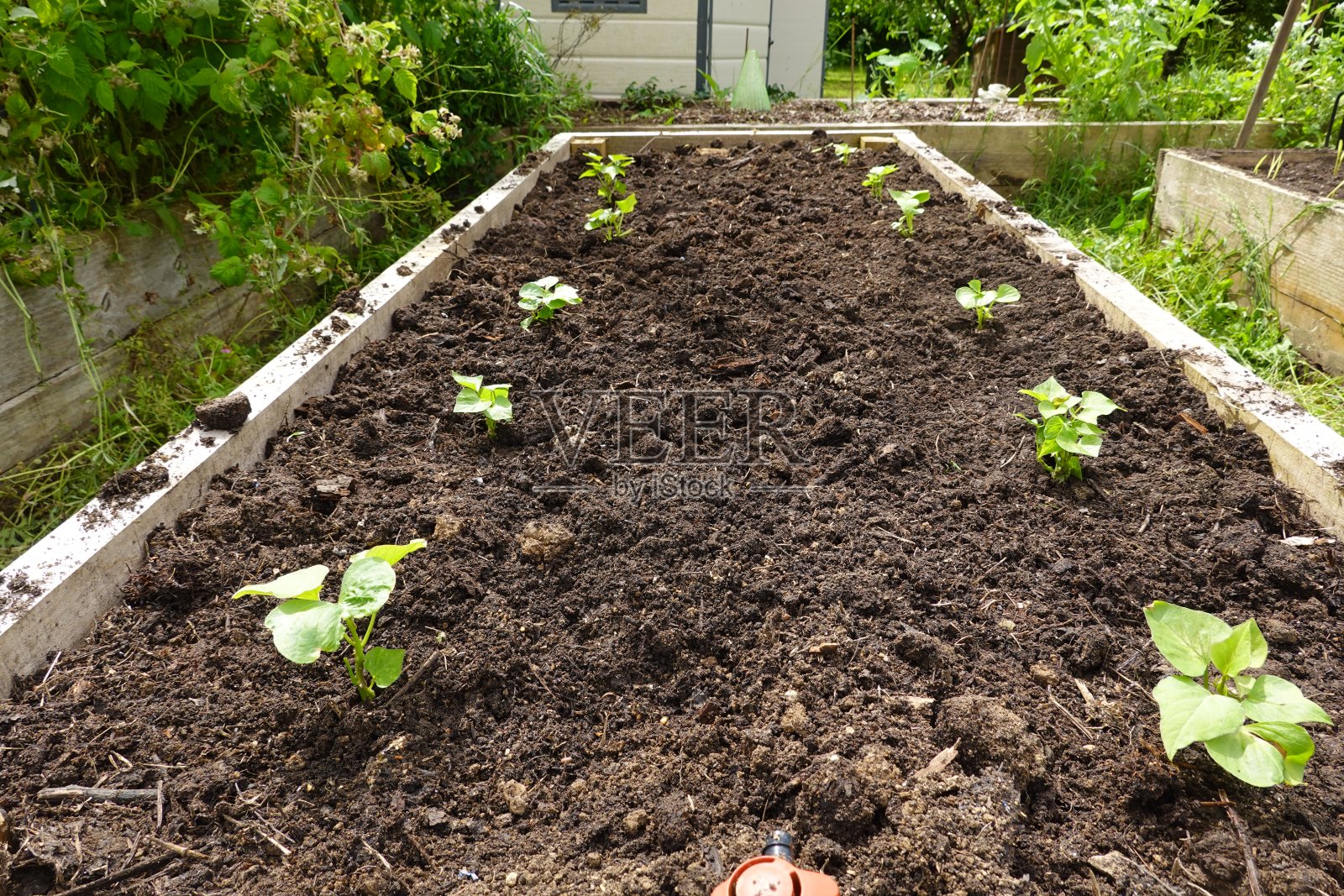 种植红薯作物的凸起木床。在蔬菜园里种植的甘薯照片摄影图片