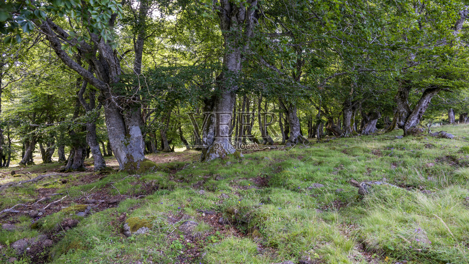 奥布拉克高原的灌木丛景观照片摄影图片
