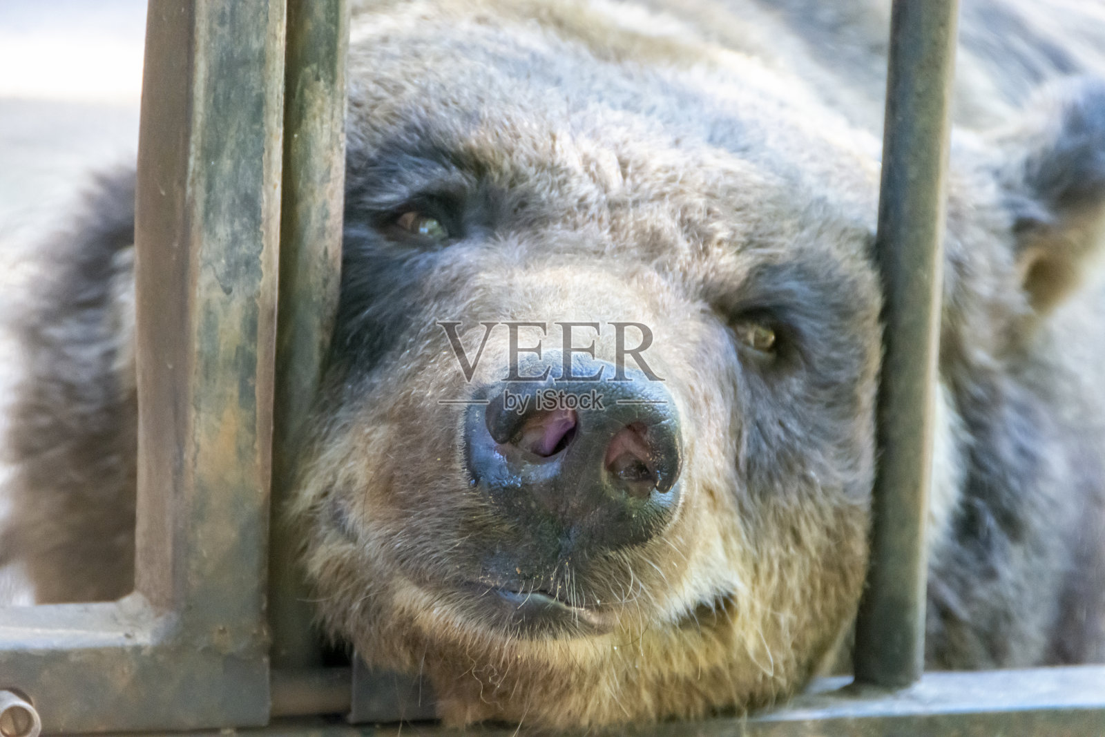 一只棕熊的头从笼子里探出来的特写镜头照片摄影图片