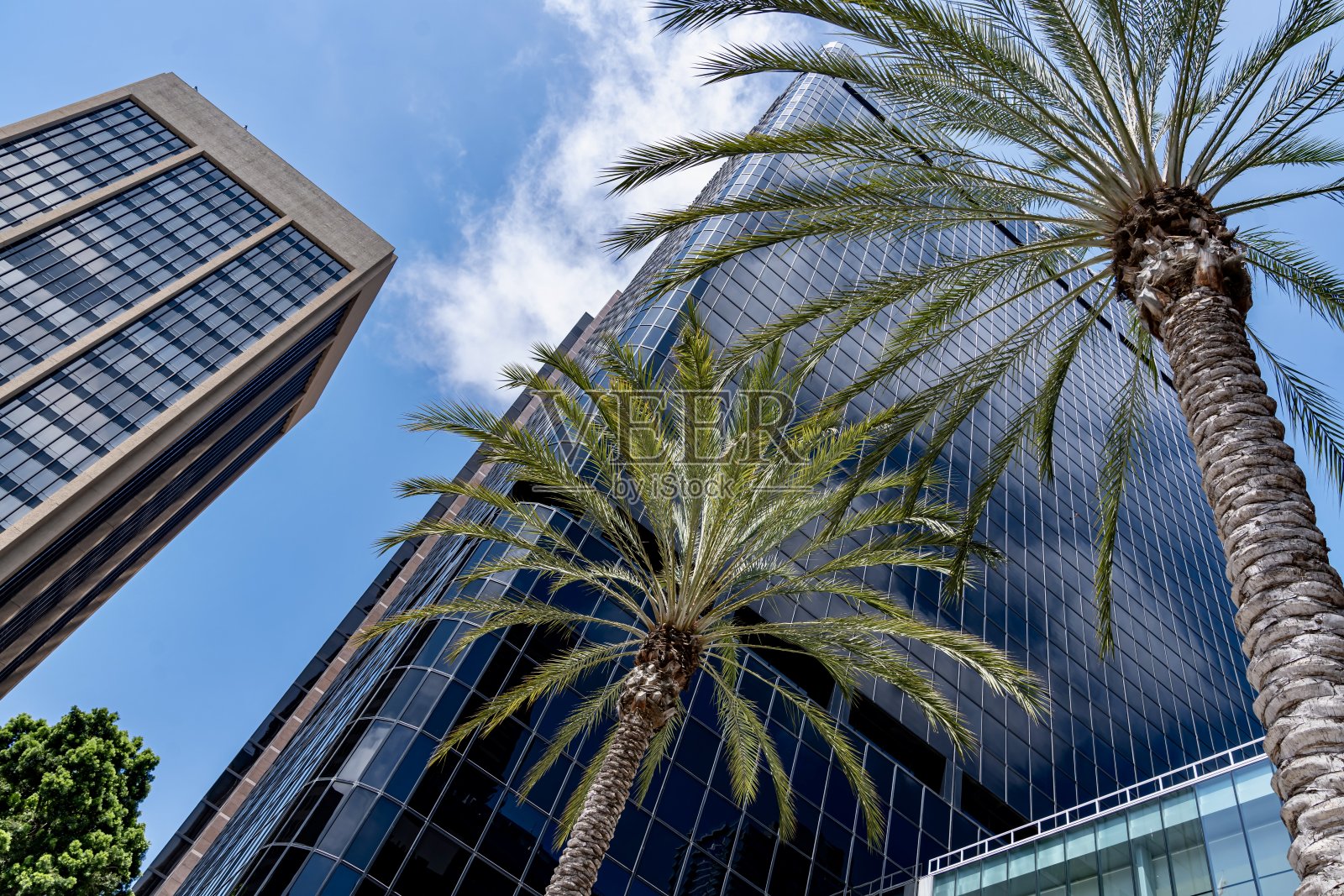 摩天大楼和棕榈树照片摄影图片