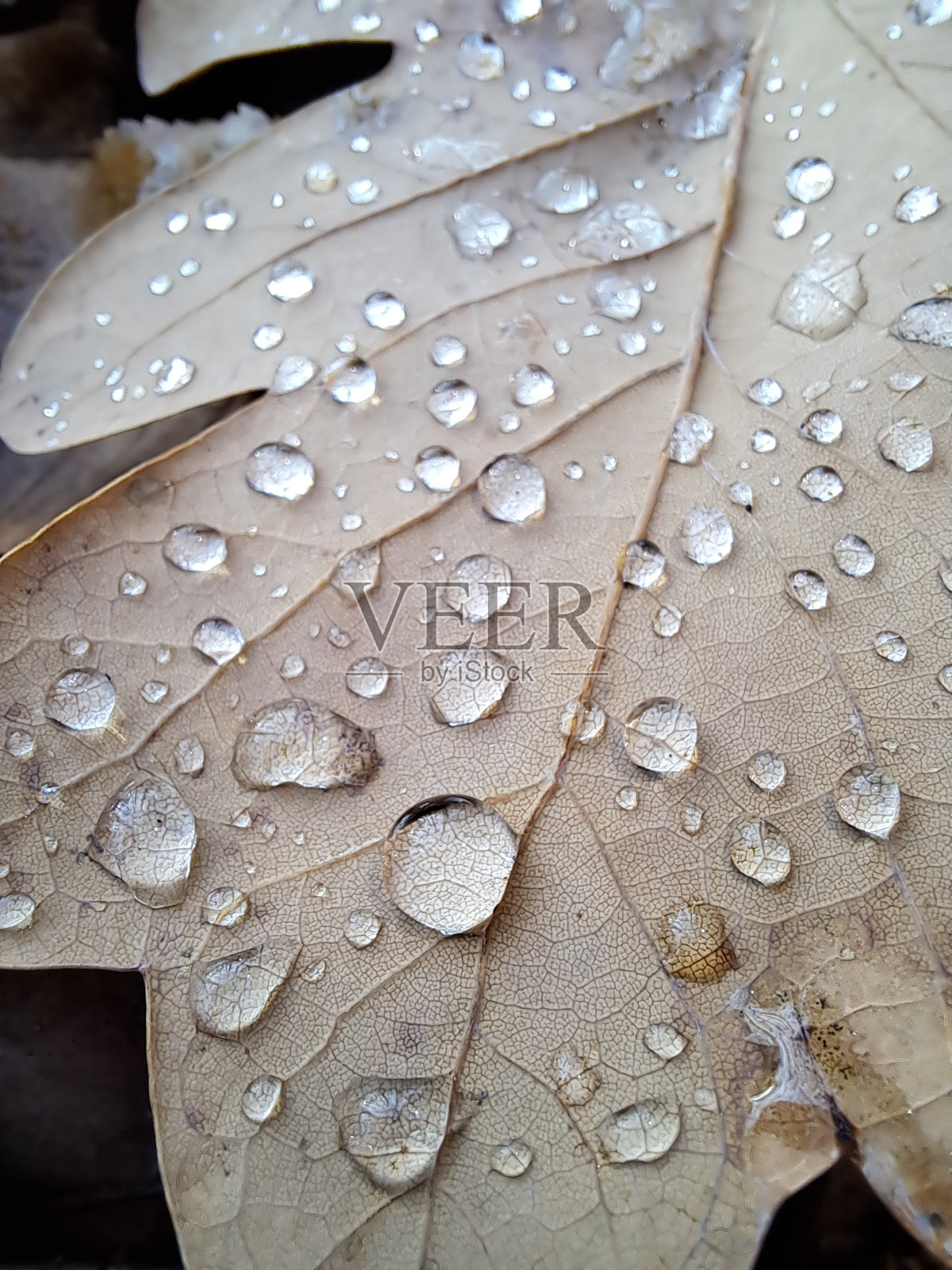 细节滴照片摄影图片