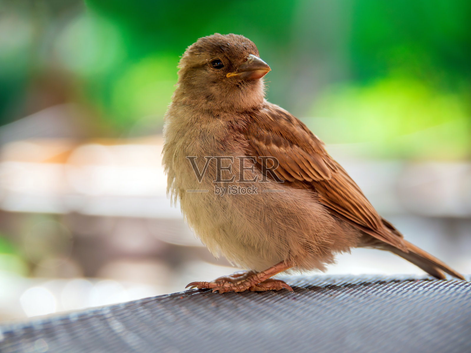 一只栖息在街边咖啡馆桌子上的雌麻雀。照片摄影图片