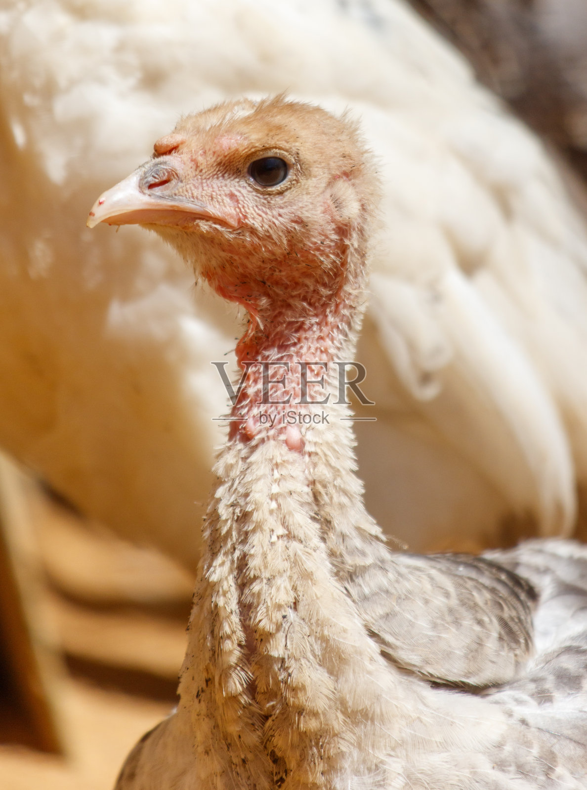 动物园里一只小火鸡的肖像照片摄影图片