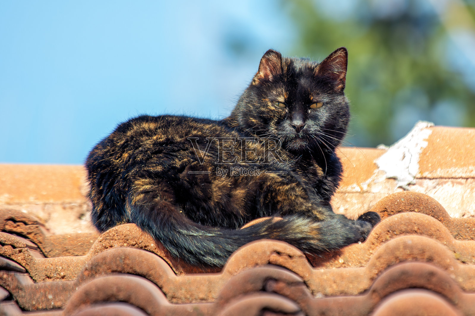 黑色玳瑁猫(Felis catus)在索菲亚发现照片摄影图片