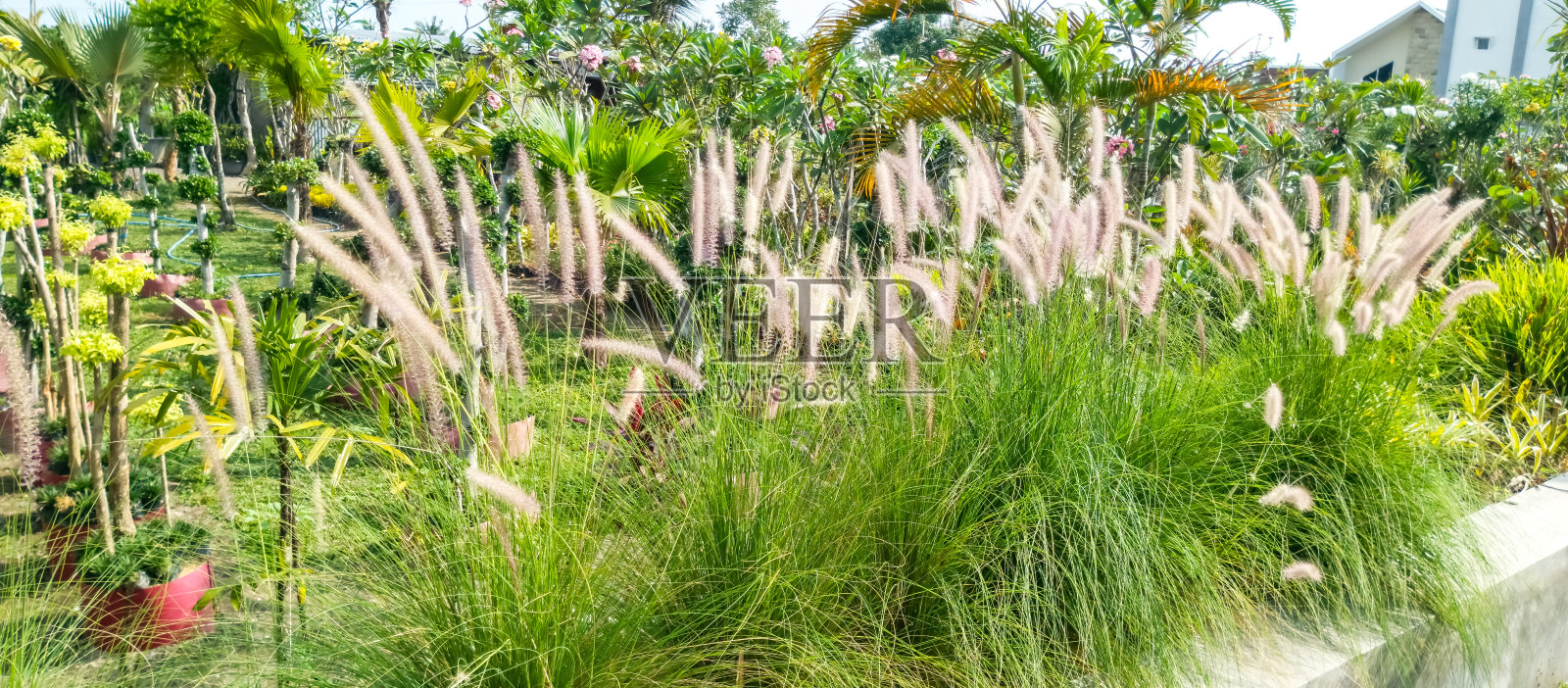 中国水草照片摄影图片