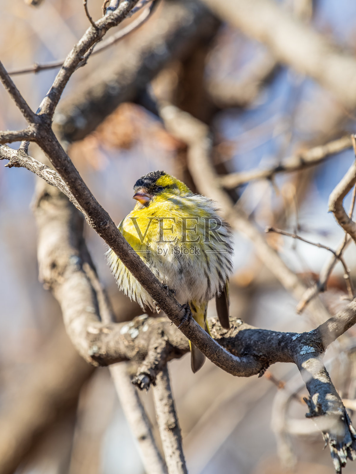欧亚黄雀雄性，拉丁名spinus spinus，栖息在树枝上。可爱的小黄鸟。照片摄影图片
