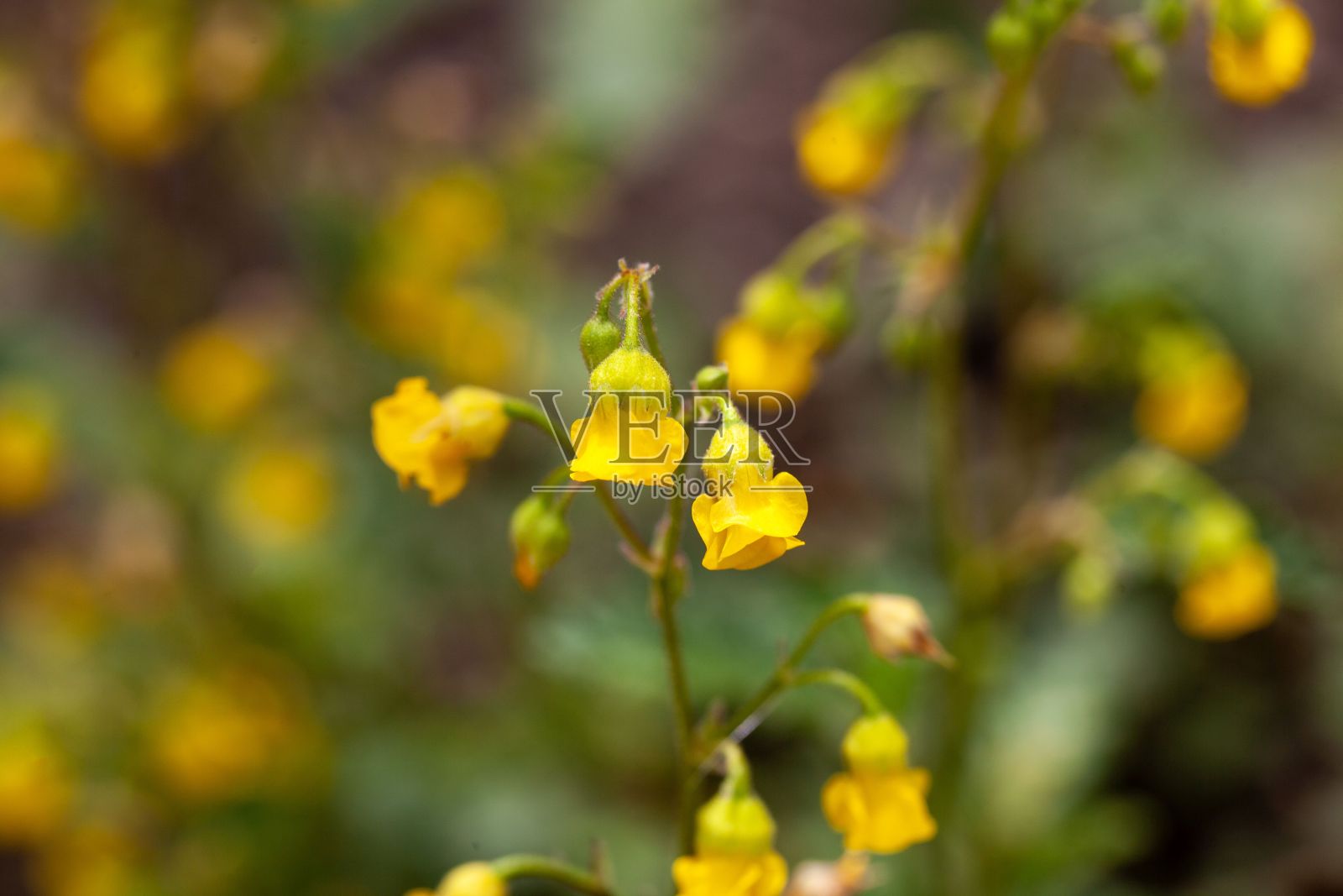 黄铃铛花，鸢尾花照片摄影图片