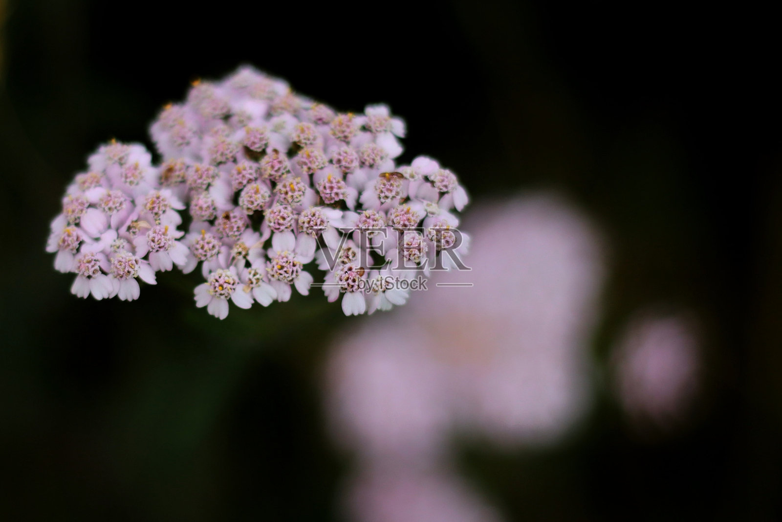 沿海工厂照片摄影图片