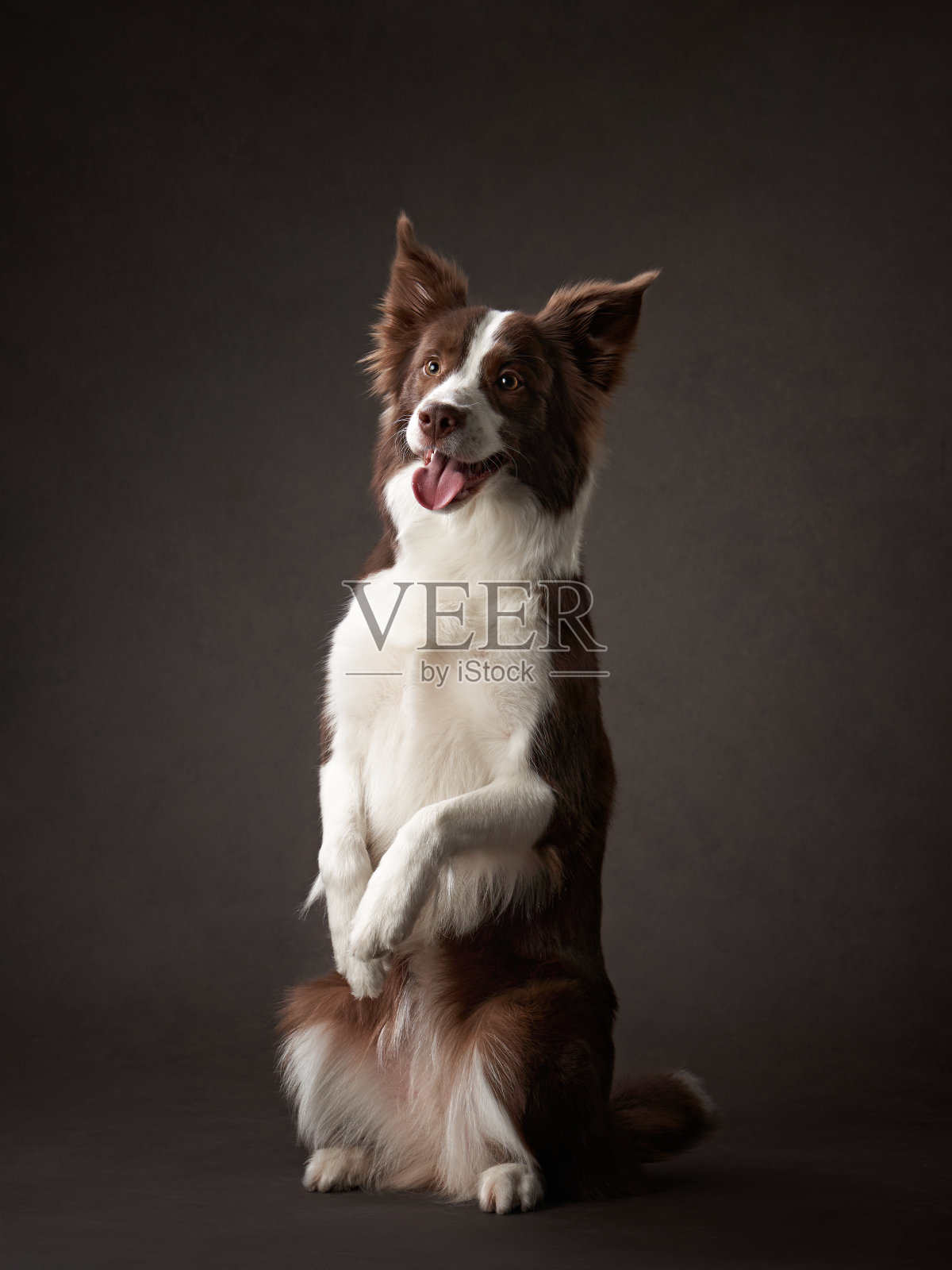 顽皮的边境牧羊犬照片摄影图片