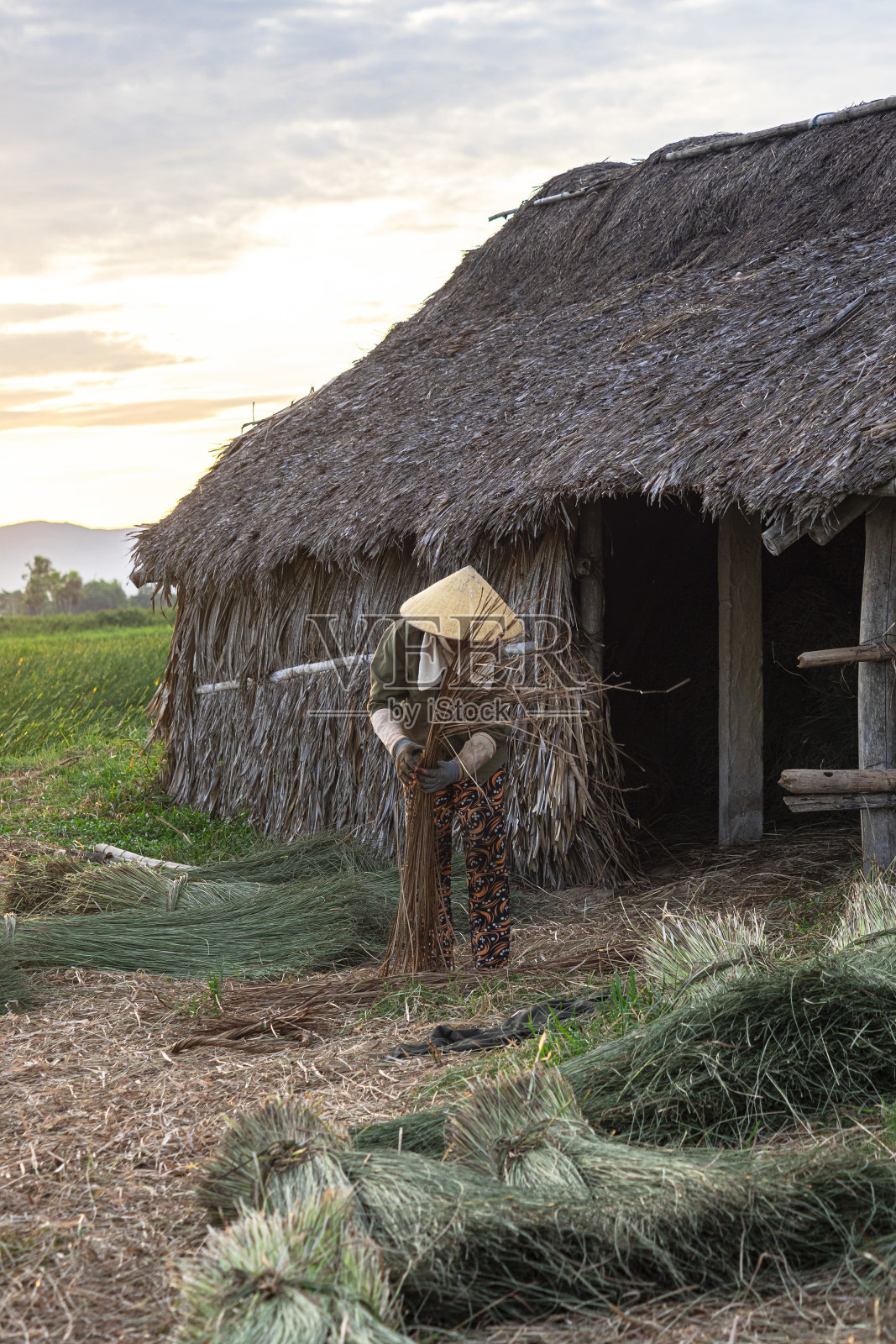清化农丛农民收割莎草照片摄影图片