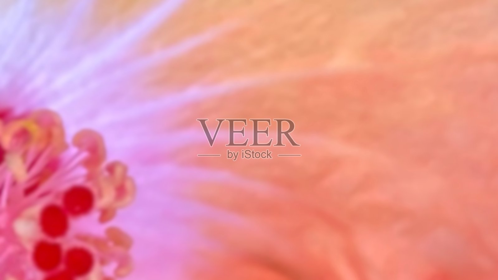 部分橙色木槿花和花粉照片摄影图片