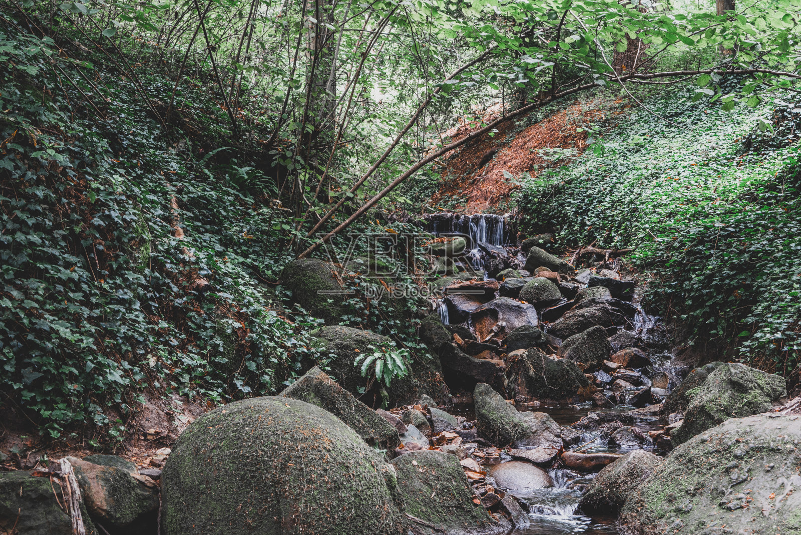 宁静的森林溪流与长满苔藓的岩石照片摄影图片
