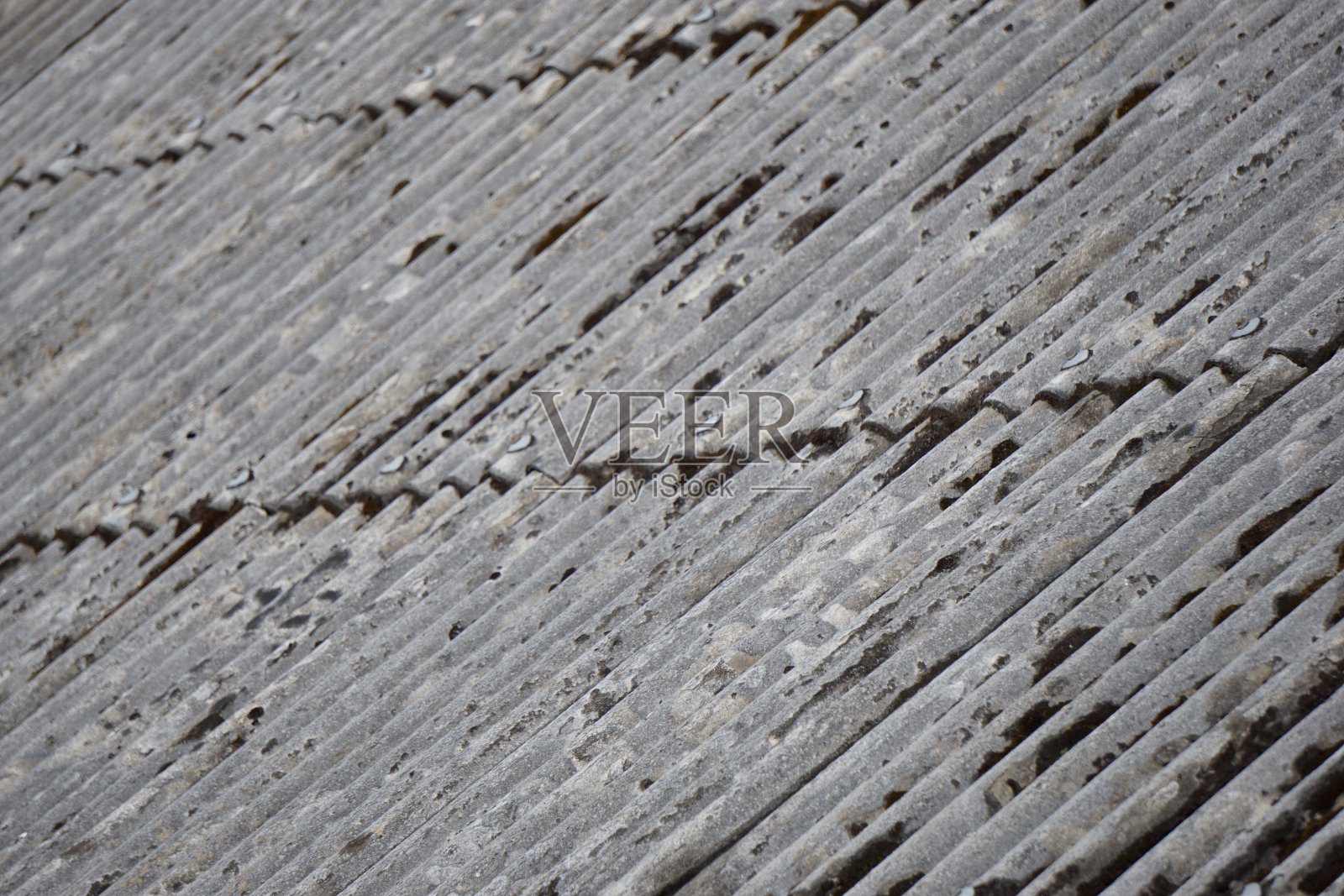 4月21日，海赛特和杰姆斯照片摄影图片