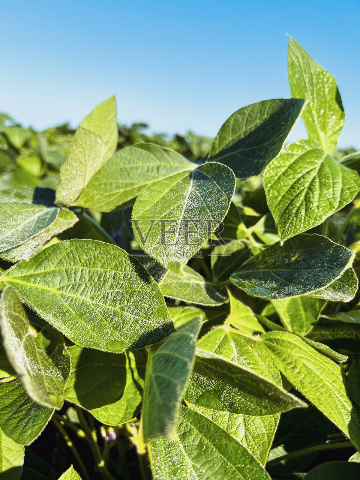 大豆叶片特写视图照片摄影图片