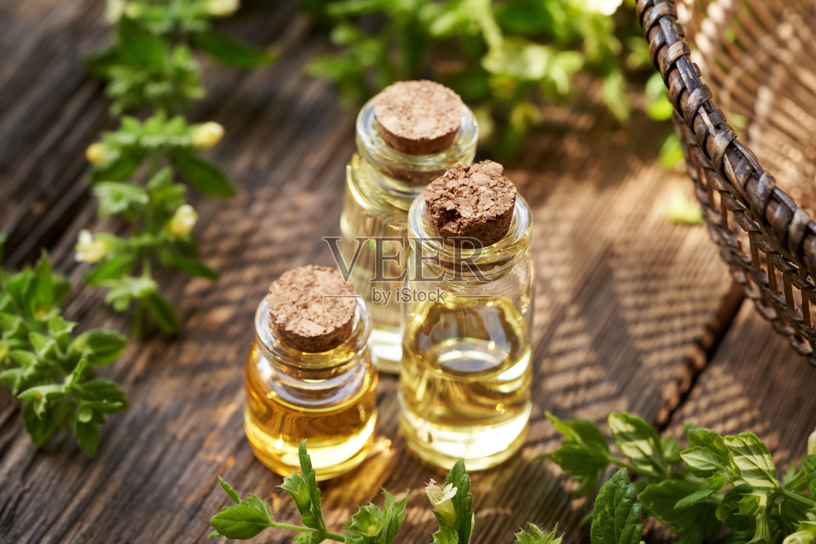 一瓶香薰精油和新鲜盛开的梅莉莎植物在桌子上照片摄影图片