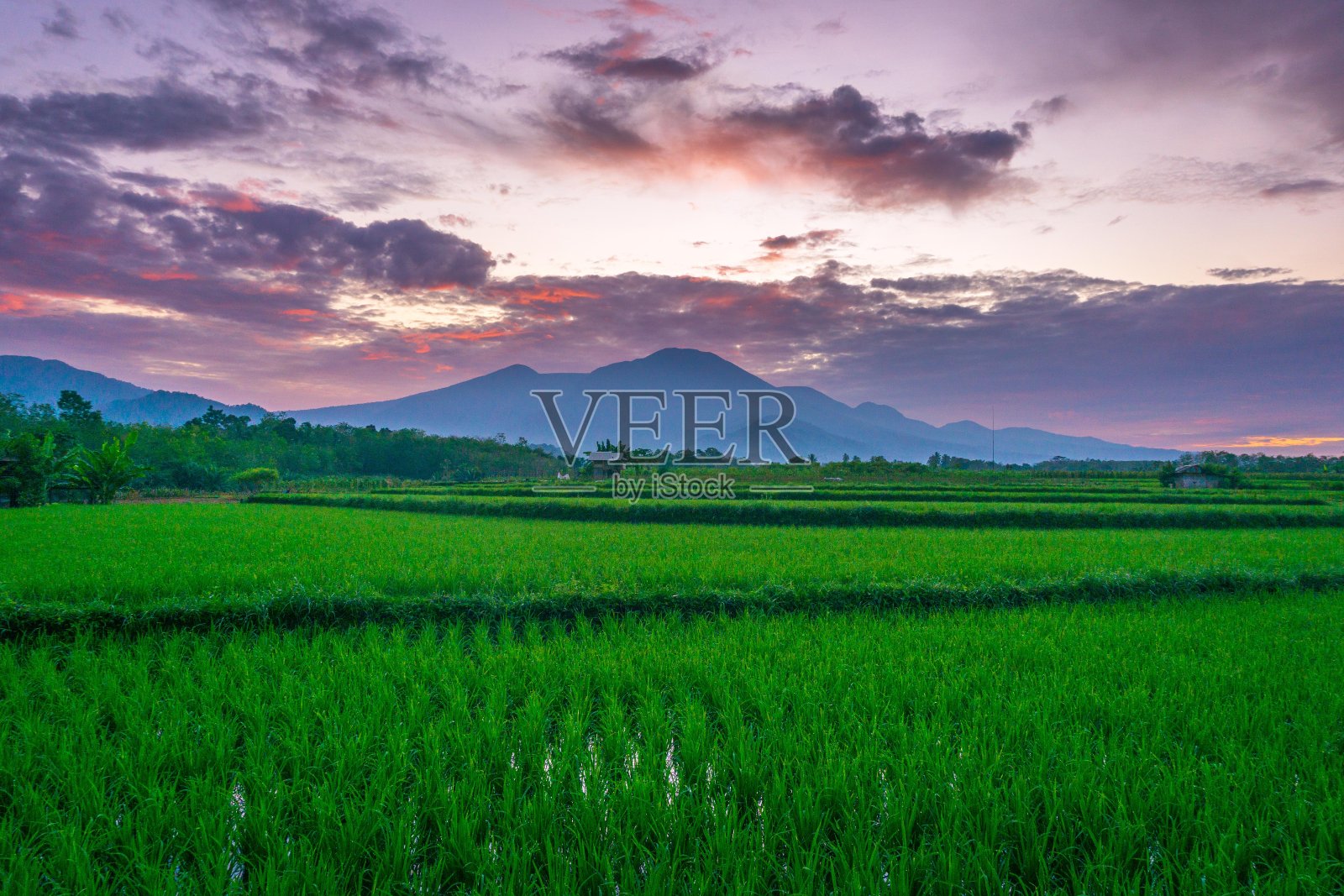 美丽的晨景印尼全景景观稻田与美丽的色彩和天空的自然光照片摄影图片