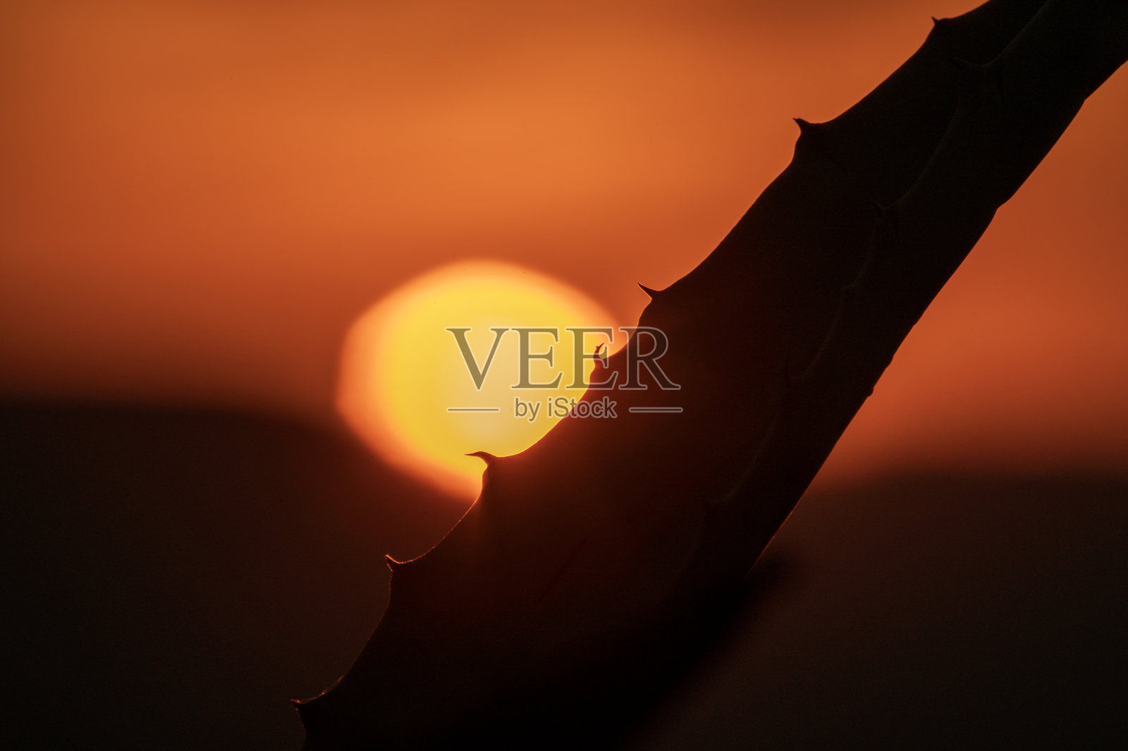 日落与芦荟照片摄影图片