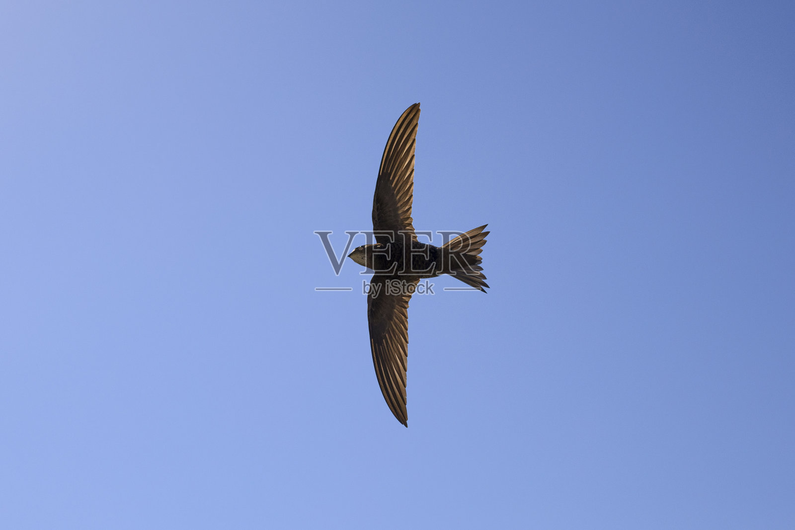 吞下照片摄影图片