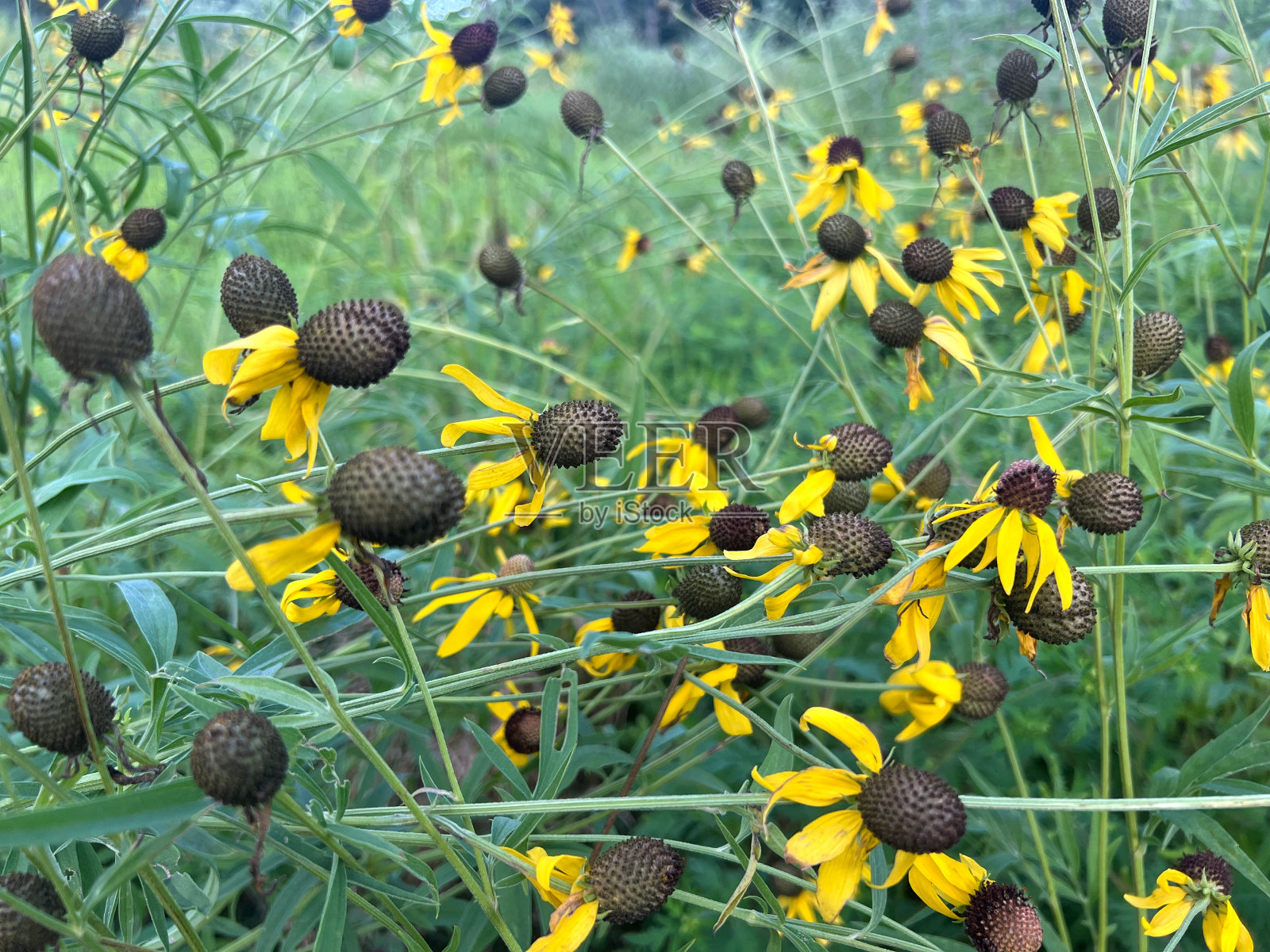 夏末草原圆锥花照片摄影图片