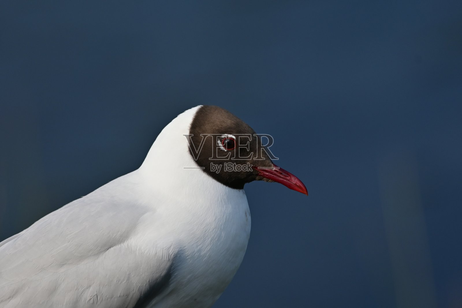 红嘴鸥照片摄影图片