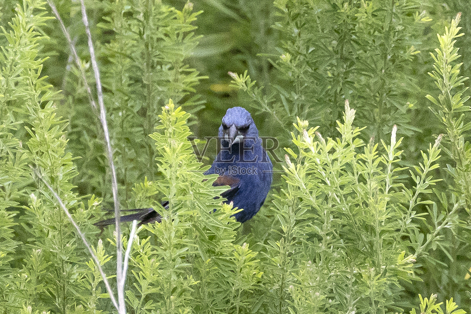 蓝色蜡嘴鸟照片摄影图片