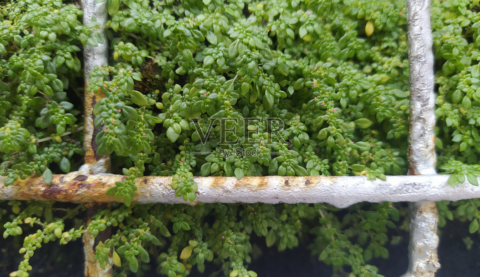 pilea microphylla照片摄影图片