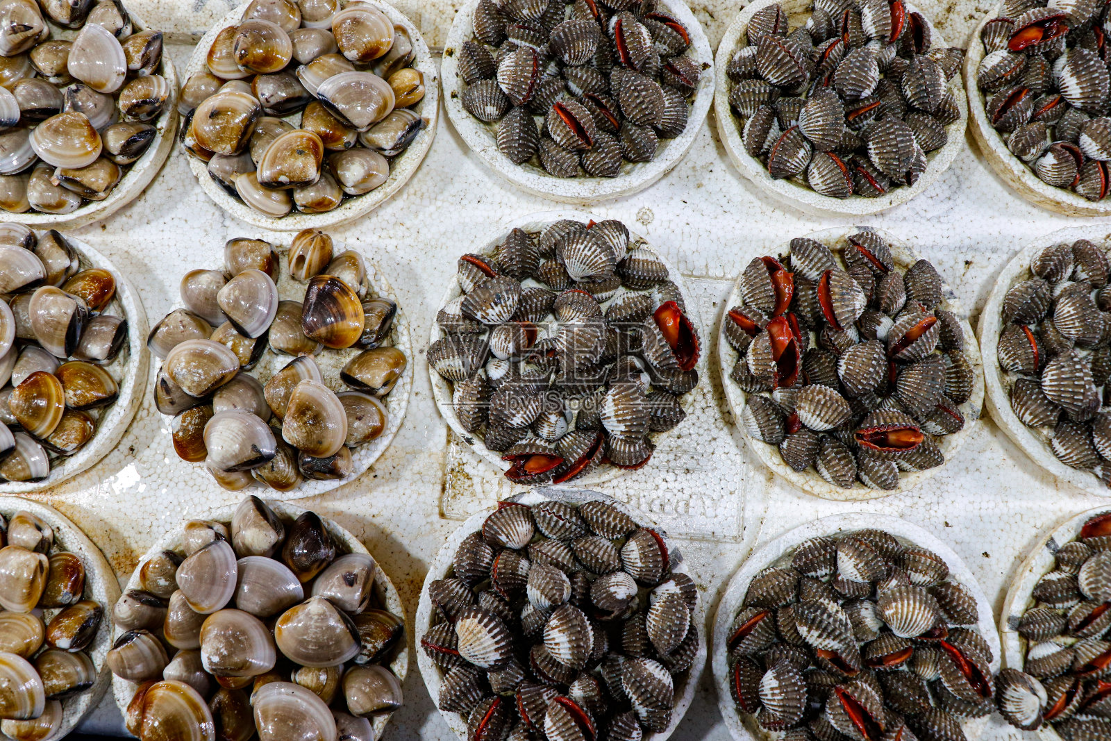 生活在海里的动物照片摄影图片