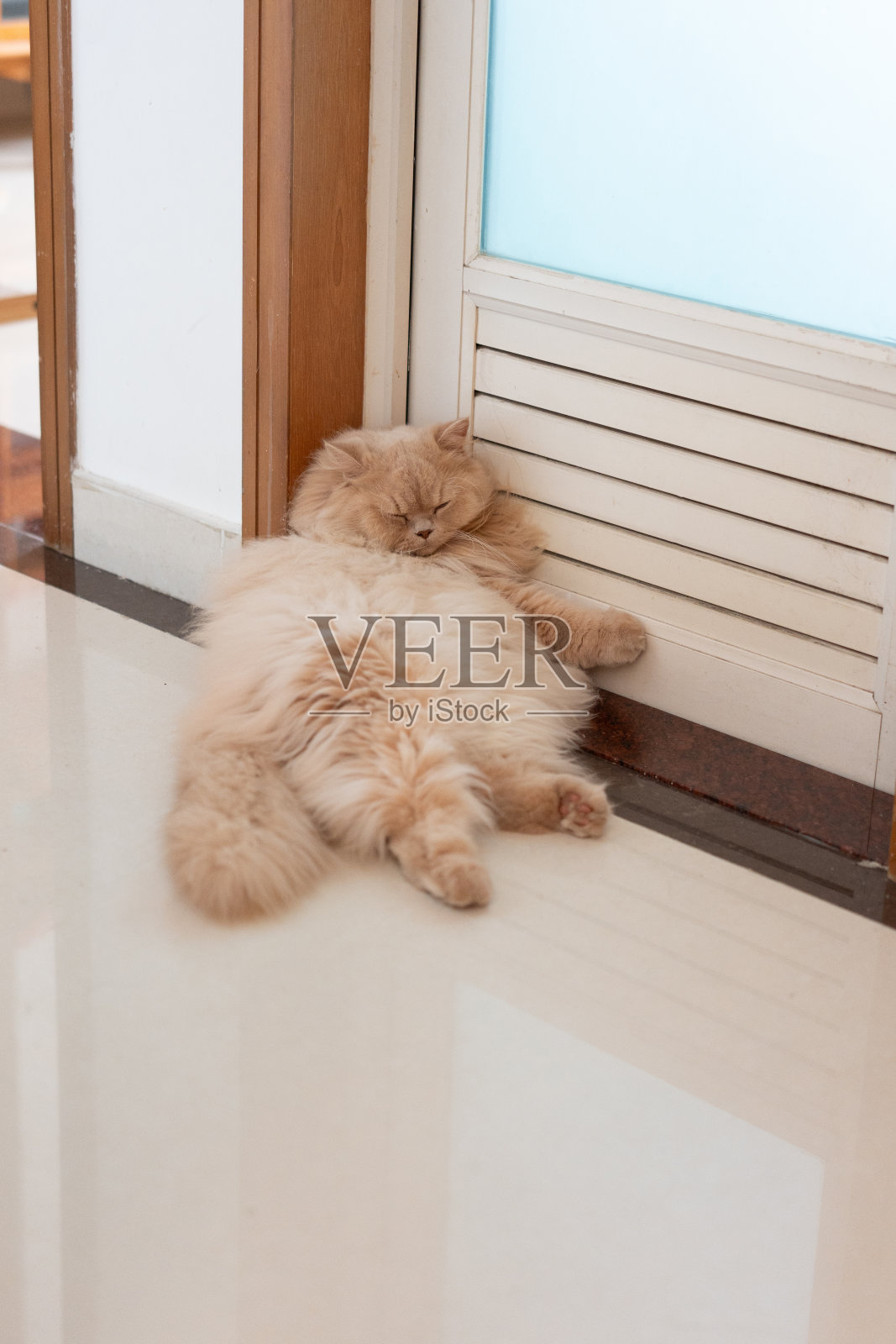 一只英国长毛猫躺在室内房间的地板上，看起来像人类一样在做仰卧起坐照片摄影图片