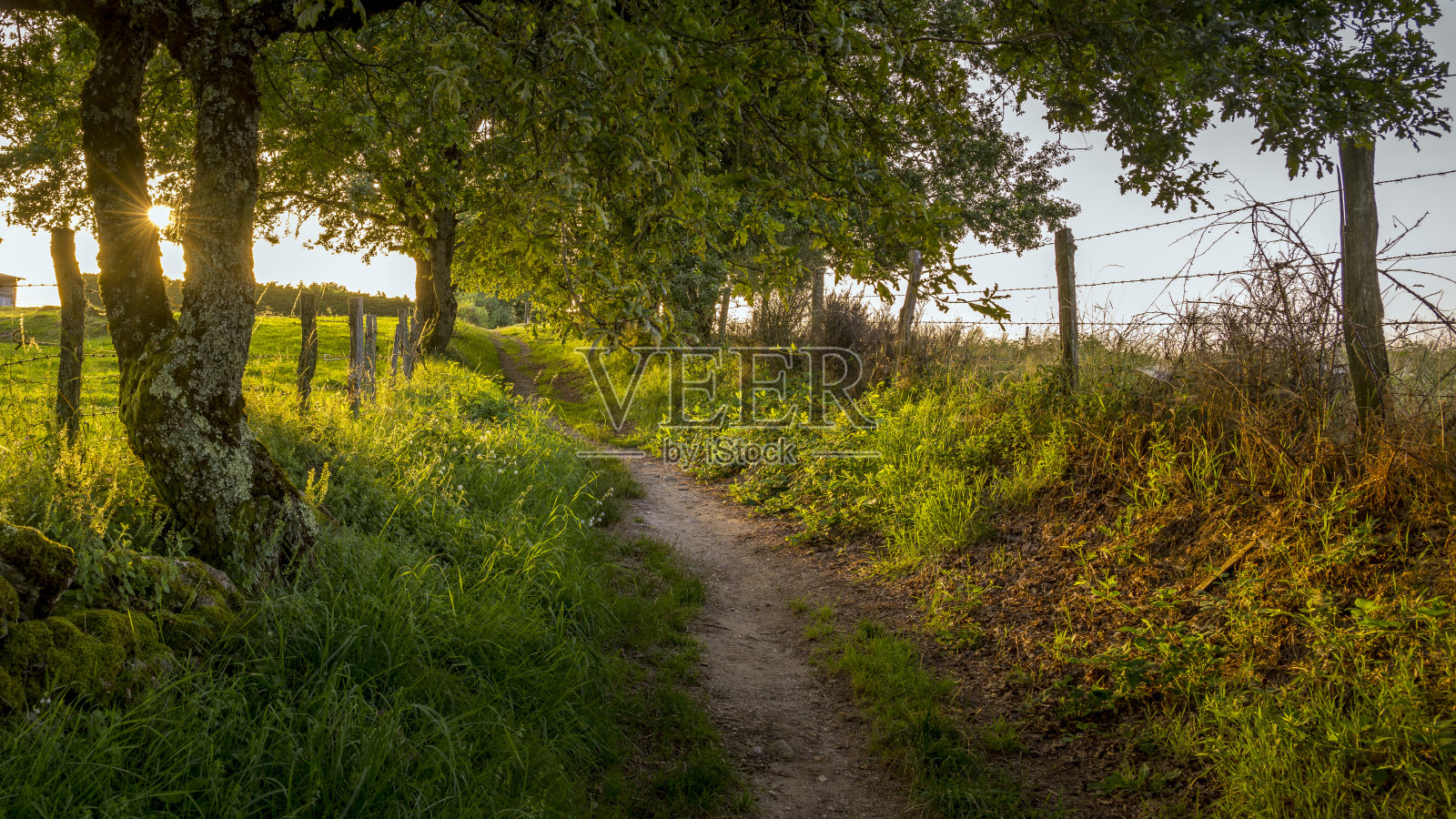 日出时乡间小路照片摄影图片