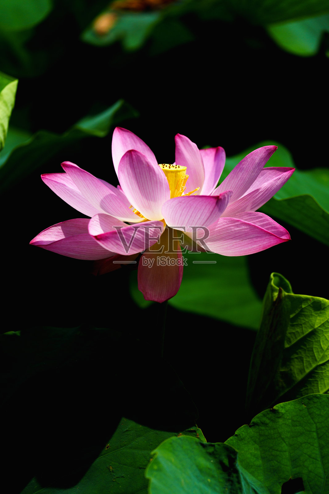 中国美女:荷花在阳光下从湖水中升起照片摄影图片