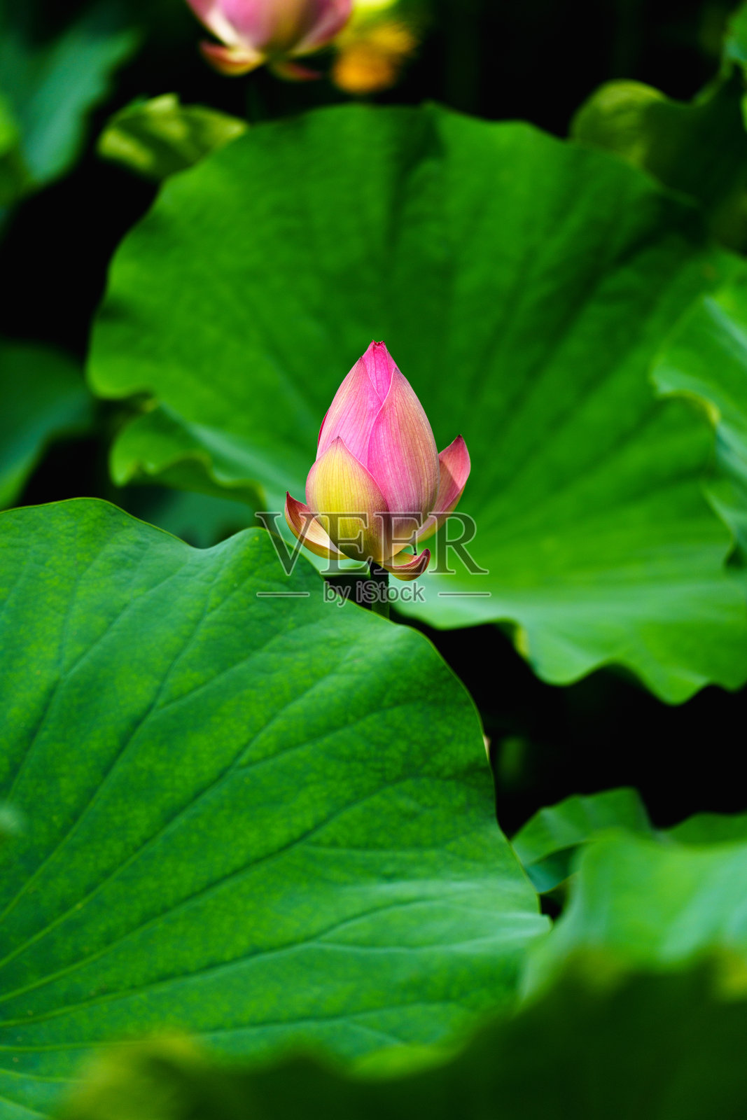 中国美女:阳光下的红莲芽，绿叶照片摄影图片