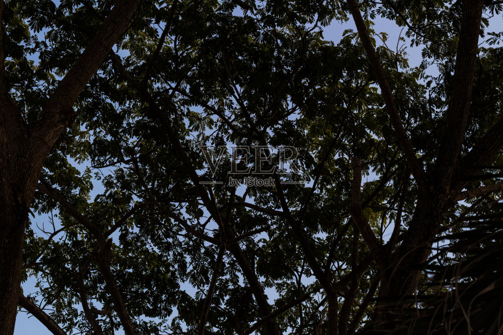 明亮的蓝天背景下一棵树的剪影照片摄影图片