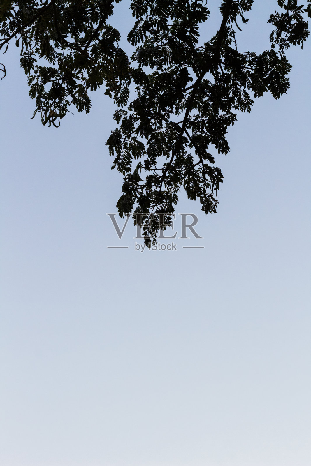 明亮的蓝天背景下一棵树的剪影照片摄影图片