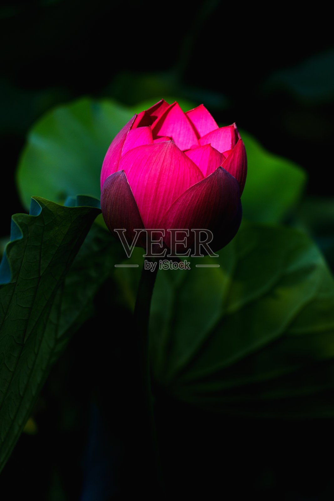 中国美女:阳光下的红莲芽，绿叶照片摄影图片