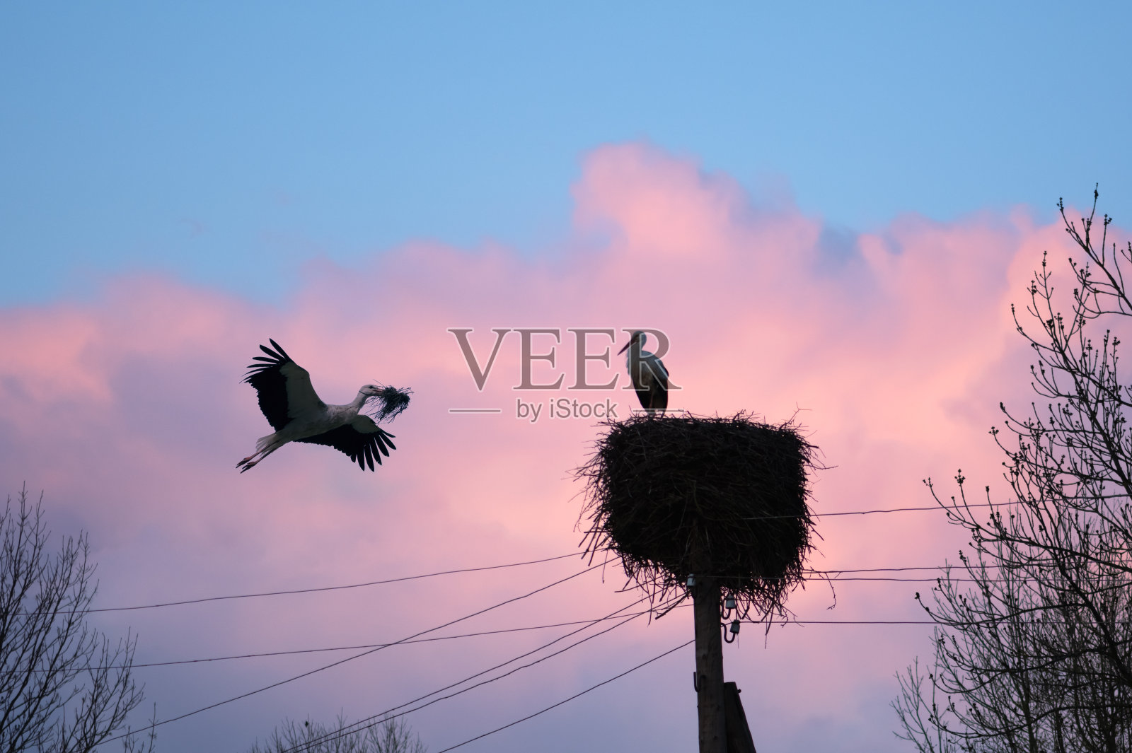 一对白鹳夫妇在春天筑巢照片摄影图片