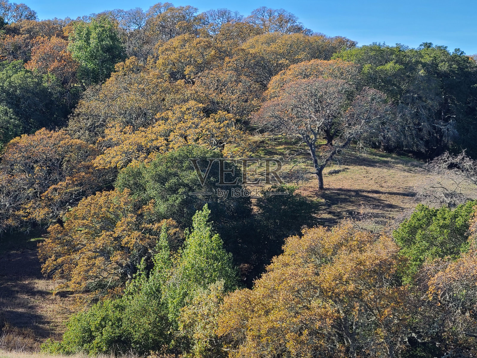 北加州东湾丘陵的秋色照片摄影图片