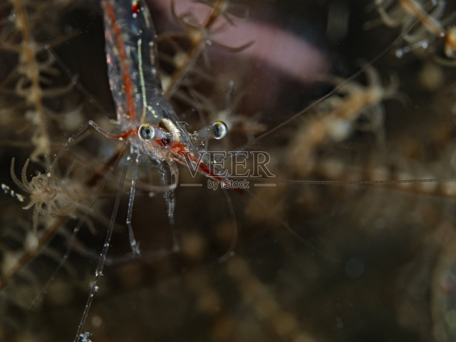 透光柳虾照片摄影图片