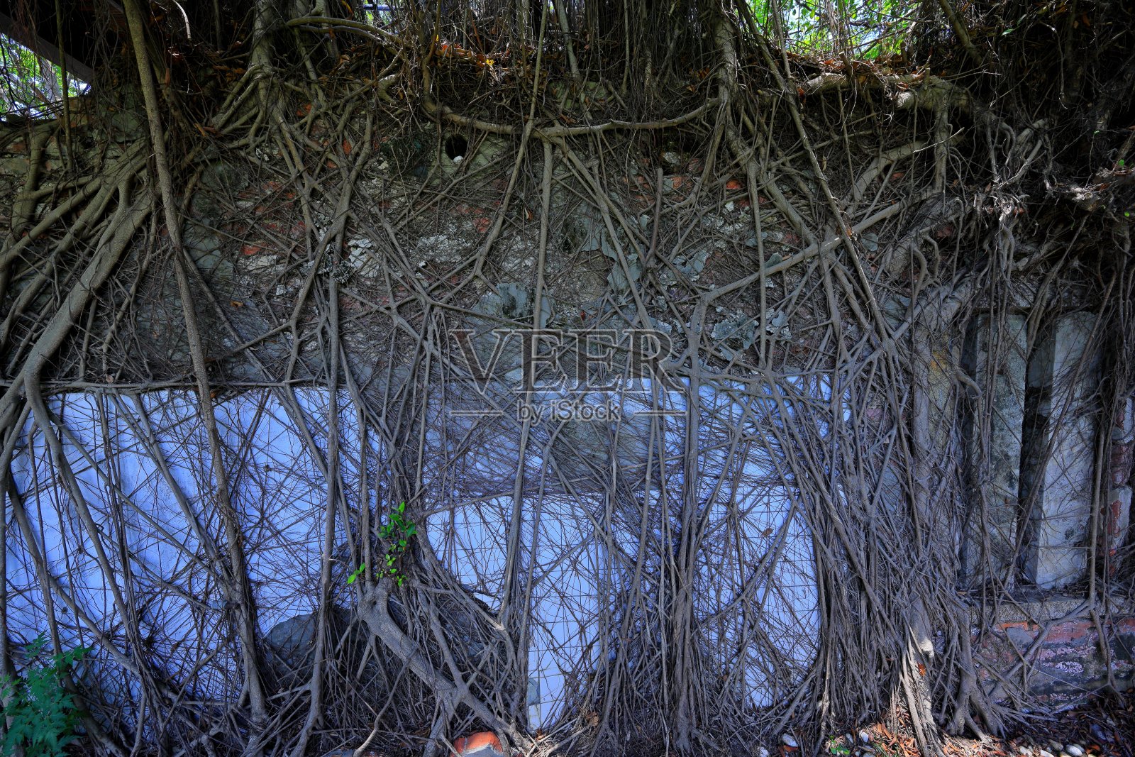 安平树屋，以前是一个长满榕树的仓库照片摄影图片