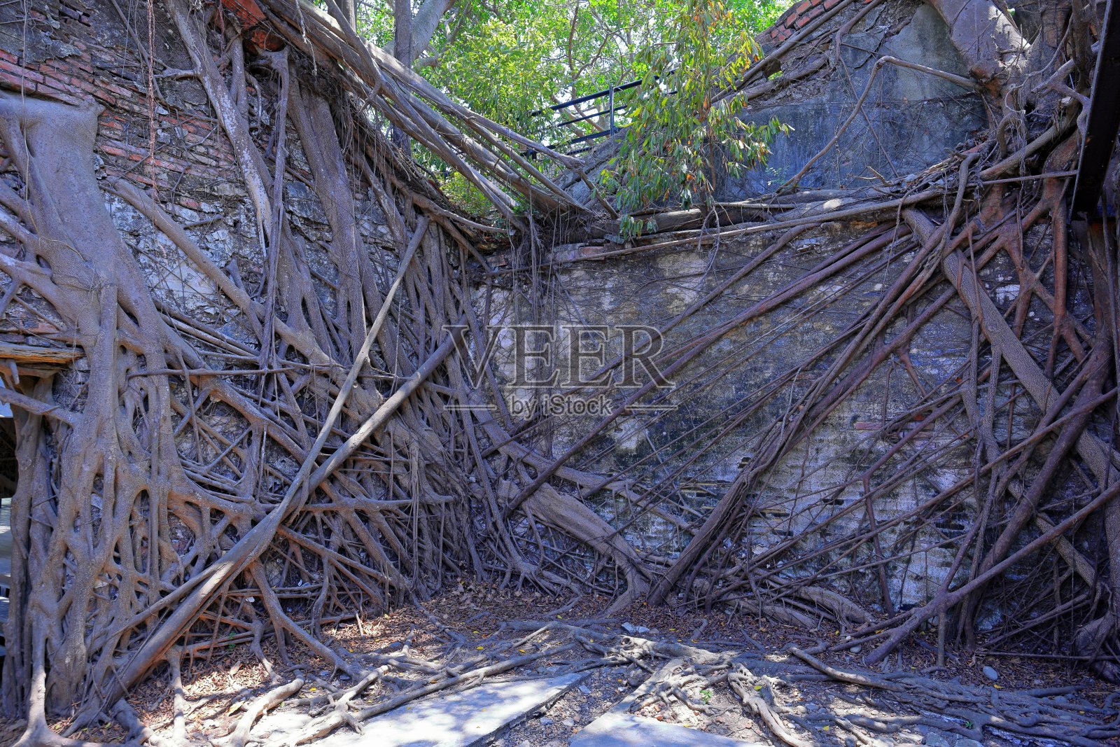 安平树屋，以前是一个长满榕树的仓库照片摄影图片