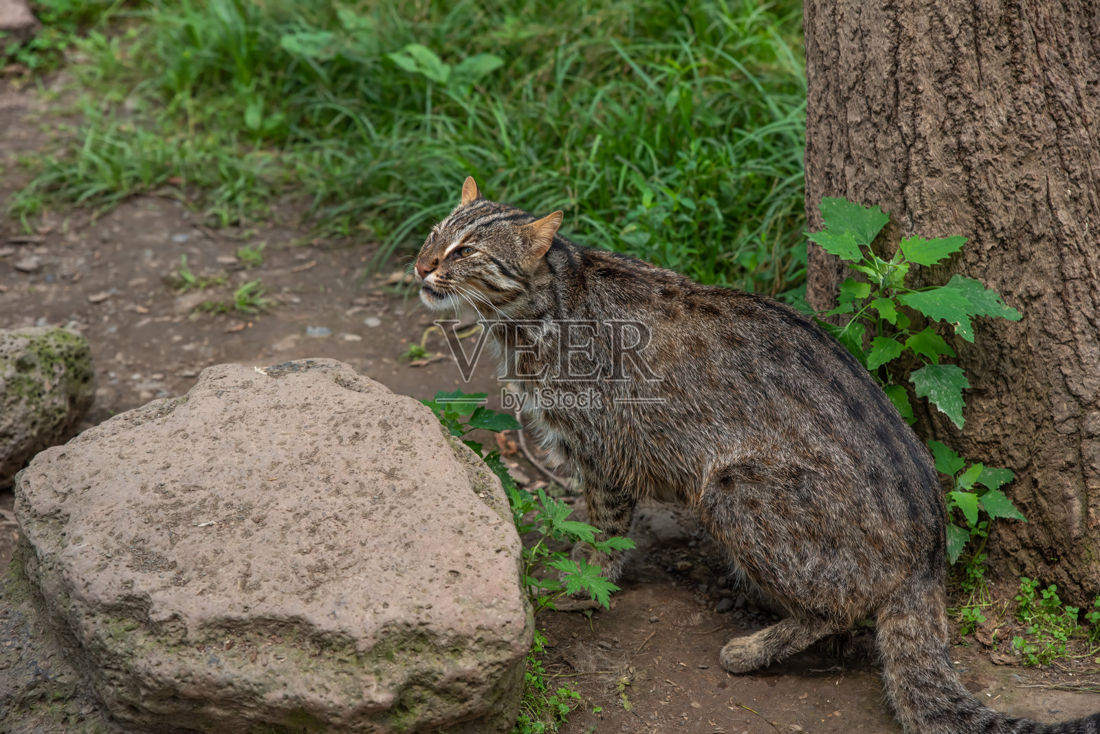 生活在远东俄罗斯森林中的黑龙江豹(Prionailurus bengalensis euptilura)照片摄影图片