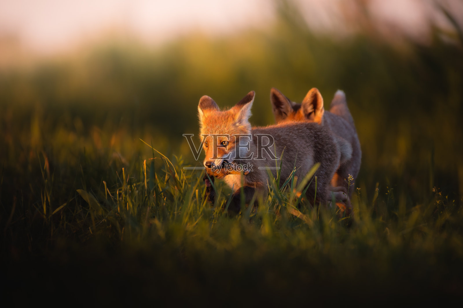 狐狸，红狐，秃鹫，秃鹫。狡猾的家庭。可爱的照片摄影图片