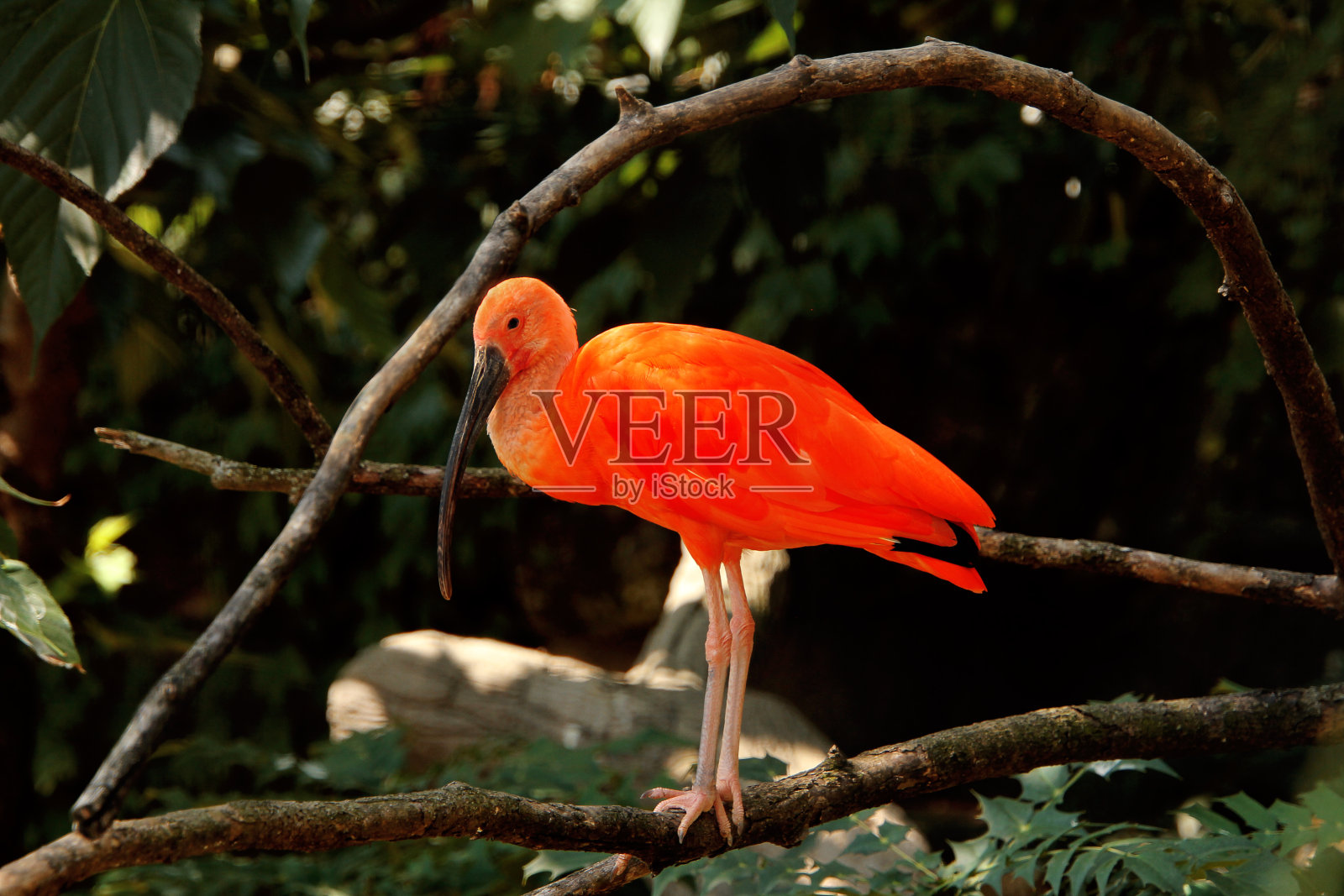 朱鹮(或红朱鹮)-红朱鹮照片摄影图片