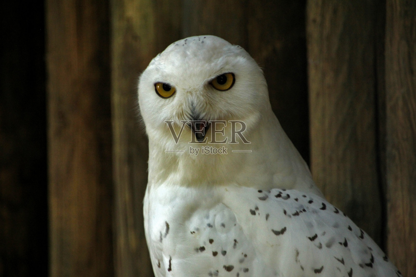 雪鸮——雪鸮照片摄影图片