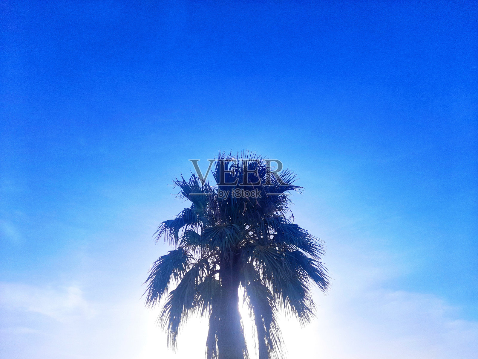 棕榈树或华盛顿棕榈照片摄影图片